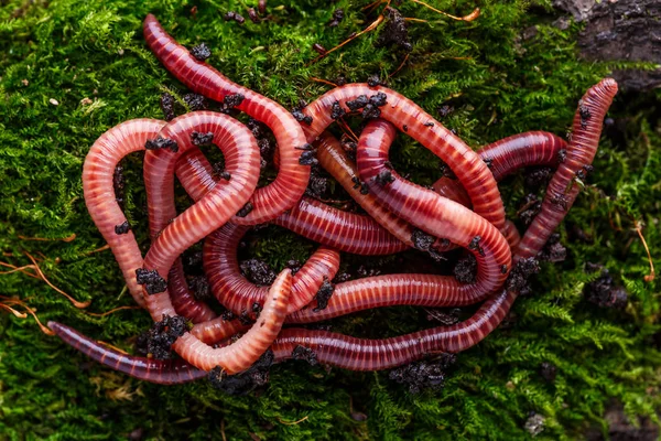 Много живых дождевых червей для рыбалки в почве, фон — стоковое фото