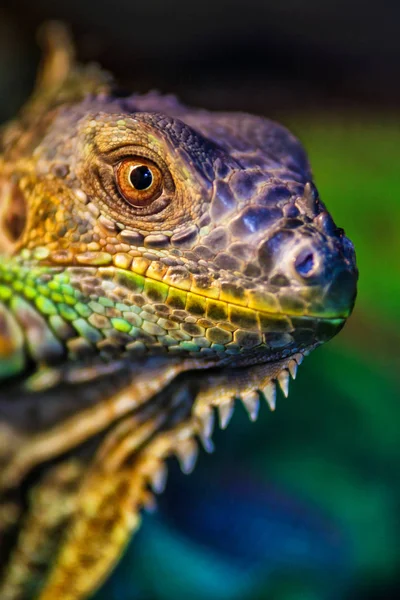 A iguana verde, também conhecida como iguana americana, principalmente erva — Fotografia de Stock