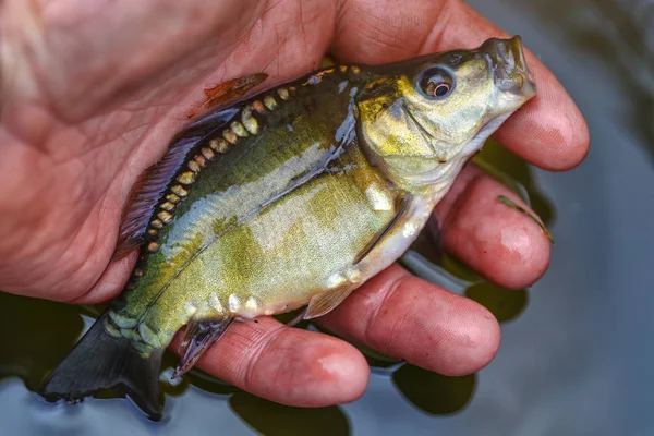 작은 잉어를 들고 있는 남자. 피셔의 손에 든 작은 물고기 — 스톡 사진