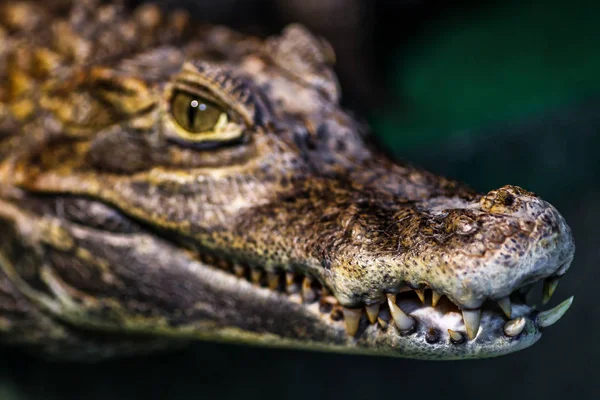 Aligátor vagy krokodil fogalom. Szem, aligátor és a fogak, a ő — Stock Fotó