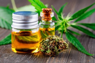 Yeşil yapraklı marihuana yağı. Tıbbi marihuana çiçeği tomurcukları. Kenevir tomurcukları - Tıbbi marihuana kavramı