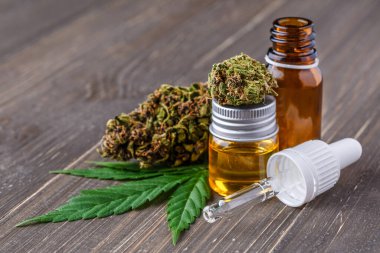 Yeşil yapraklı marihuana yağı. Tıbbi marihuana çiçeği tomurcukları. Kenevir tomurcukları - Tıbbi marihuana kavramı
