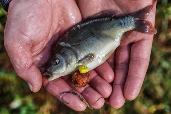 一个拿着小鲤鱼的男人渔夫手里拿着一条小鱼 夏天的时间 美丽的魔镜鲤鱼肖像 — 图库照片