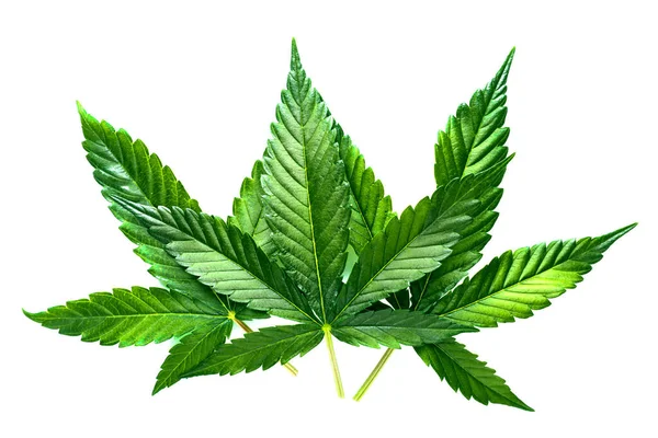 大麻は薬と薬の間のスタンドオフです 葉の緑色の背景 クローズアップ若い麻 Cbd Green大麻の葉は白い背景に隔離されています — ストック写真