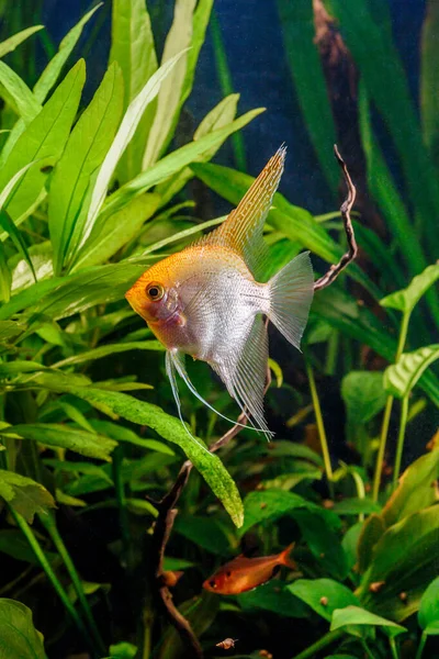 魚と緑の美しい植え付け熱帯淡水水族館 ゼブラエンジェルフィッシュPterophyllumスケール水族館 — ストック写真