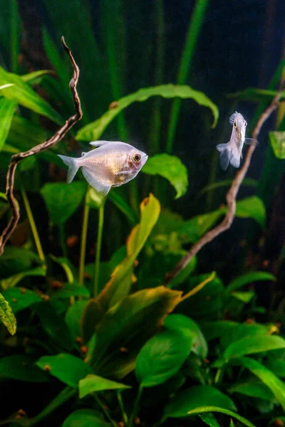 一个绿色美丽的热带淡水水族馆 有鱼类 斑马鱼 天青鱼 鳞水族馆 — 图库照片