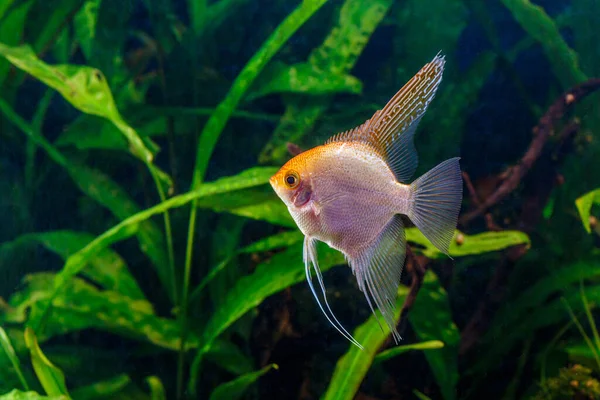 Belo Aquário Tropical Água Doce Plantado Verde Com Peixes Zebra — Fotografia de Stock