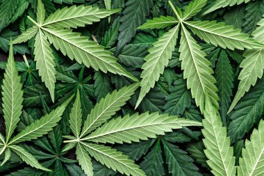 CBD Güzel arka plan yeşil kenevir çiçekleri. Kenevir Sativa Karanlıkta Bırakıyor - Tıbbi Yasal Marihuana