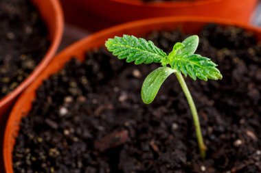 Toprağa ekilen bitki örtüsü evresinde küçük bir esrar tohumu bitkisi, tıbbi amaçlar için kapalı bir marihuanada ekilen ekinler, tohumdan elde edilen marihuana çiçeği.