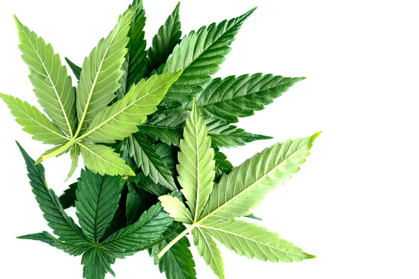 Cannabis Ett Dödläge Mellan Drog Och Medicin Grön Bakgrund Blad — Stockfoto