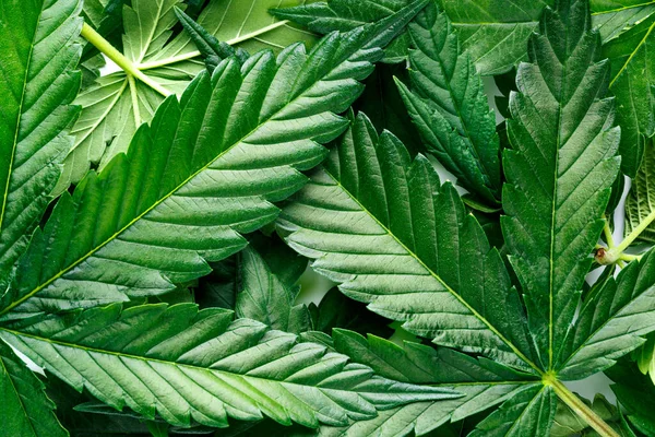 大麻は薬と薬の間のスタンドオフです 葉の緑色の背景 クローズアップ若い麻 Cbdと医療指標 — ストック写真