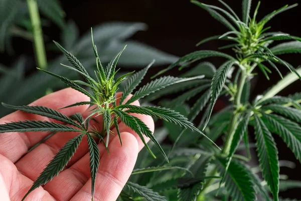Cannabis flower underneath grow lights, Grown by TKO Reserve,.Cannabis Sativa Leaves On Dark - Medical Legal Marijuana
