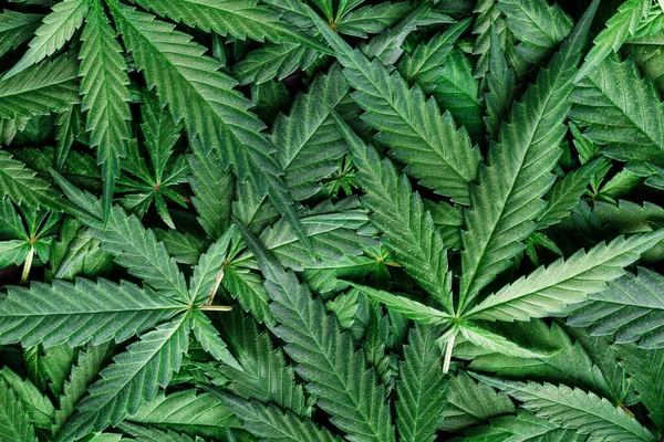 Cbd Красивый Фон Зеленый Конопли Flowers Cannabis Sativa Листья Темном — стоковое фото