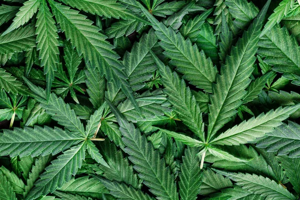 CBD Güzel arka plan yeşil kenevir çiçekleri. Kenevir Sativa Karanlıkta Bırakıyor - Tıbbi Yasal Marihuana