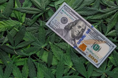 Yeşil kenevir yapraklarının üzerinde Amerikan dolarları yuvarlanıyor. Para ve marihuana. İş anlayışı, ilaç. Bir dolarlık arkaplanda esrar..