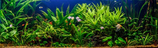 Beau Vert Planté Aquarium Eau Douce Tropicale Avec Des Poissons — Photo