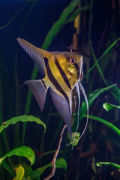 魚と緑の美しい植え付け熱帯淡水水族館 ゼブラエンジェルフィッシュPterophyllumスケール水族館 — ストック写真