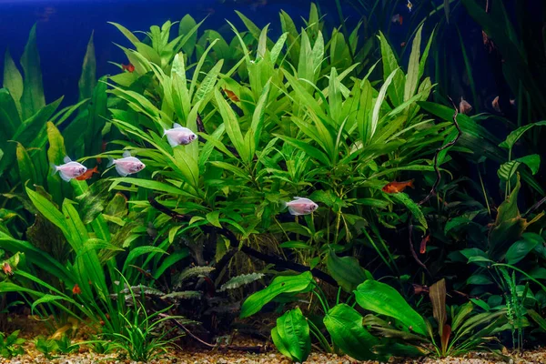 Ett Grönt Vackert Planterat Tropiskt Sötvattensakvarium Med Fiskar Zebra Angelfish — Stockfoto