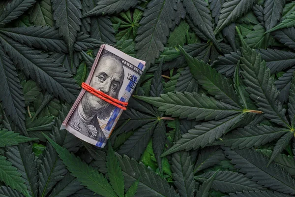 Rolo Notas Dólar Dos Eua Sobre Folhas Cannabis Verde Dinheiro — Fotografia de Stock