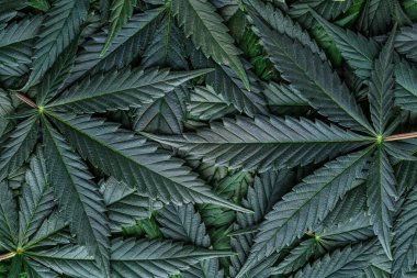 CBD Güzel arka plan yeşil kenevir çiçekleri. Kenevir Sativa Karanlıkta Bırakıyor - Tıbbi Yasal Marihuana