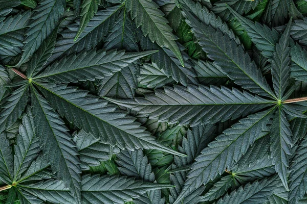 Cbd美しい背景緑の大麻の花 大麻サティバは暗闇の中で葉 医療法務マリファナ — ストック写真