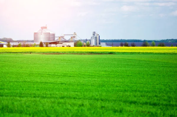 Agricultura Grano Silo Trigo Silos Procesamiento Maíz Almacenamiento Campo Industria —  Fotos de Stock