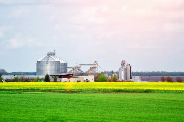 農業用サイロ 建物の外観 トウモロコシ ひまわりを田んぼで青空に乾燥させる — ストック写真