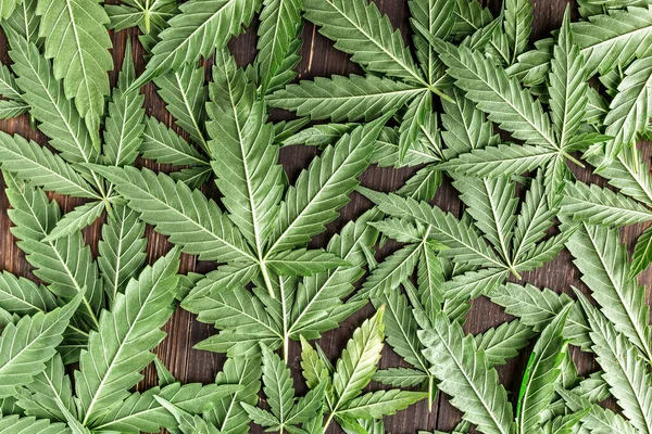 Cbd Güzel Arka Plan Yeşil Kenevir Çiçekleri Kenevir Sativa Karanlıkta — Stok fotoğraf