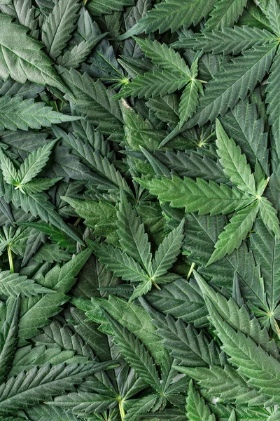 Cbd Güzel Arka Plan Yeşil Kenevir Çiçekleri Kenevir Sativa Karanlıkta — Stok fotoğraf