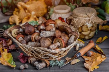 Autumn Cep Mantarları. Ağacın arka planında porcini mantarlı sepet. Ahşap kırsal masaya yakın çekim. Lezzetli organik mantar pişiriyorum..