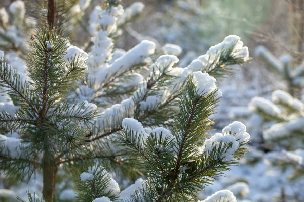Hóval borított fenyőágak homályos erdei háttérrel — Stock Fotó
