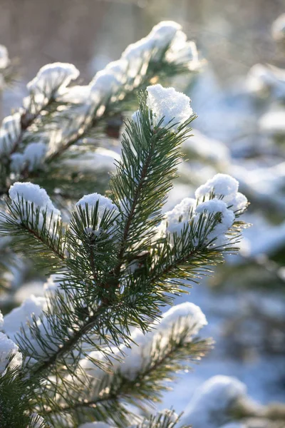 Hóval borított fenyőágak homályos erdei háttérrel — Stock Fotó