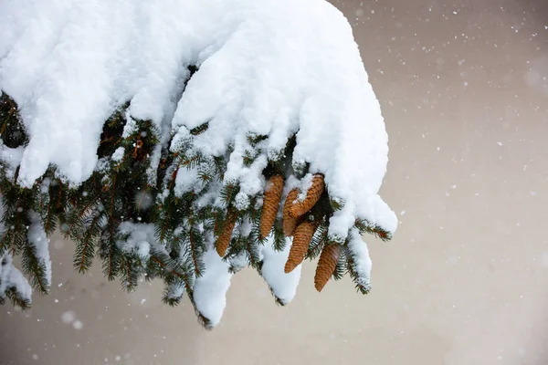 Nagy lucfenyő ág nehéz hóban — Stock Fotó