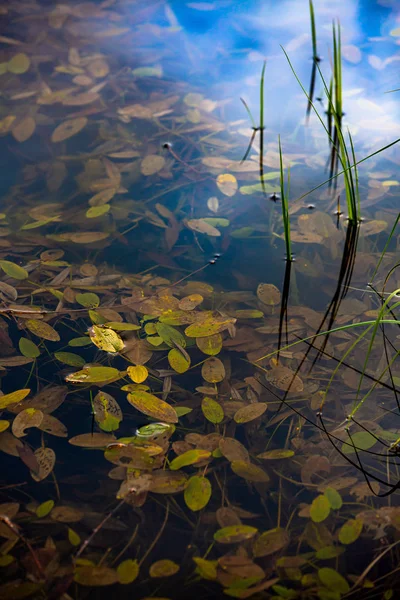 Um fragmento da superfície de um lago florestal — Fotografia de Stock