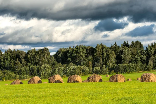 Beau paysage rural. Champ rural scène . — Photo