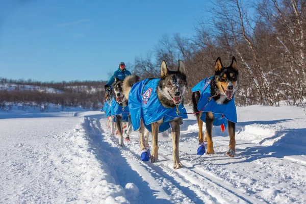  Bir köpek takımı bir katılımcı taşıyor.. 