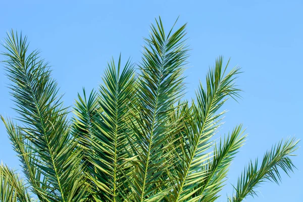 Leaves of a date palm tree lit by the sun against a blue  sky