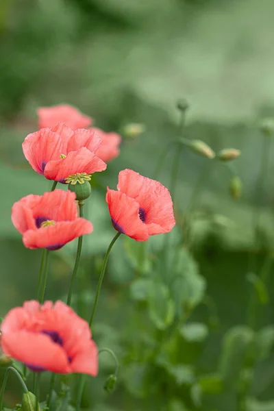 Delicate pink poppies on a blurred background of a green garden. — Stock Photo, Image