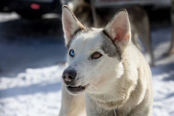 Extraño perro con ojos azules y marrones — Foto de Stock