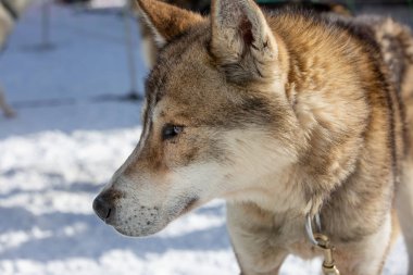 Dog profile from a sled dog team
