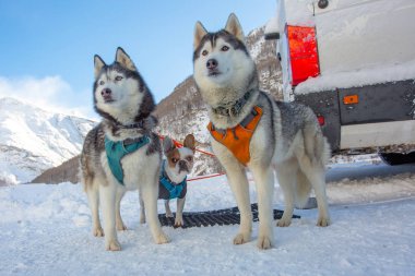 Two beautiful husky dogs and a funny little French bulldog 