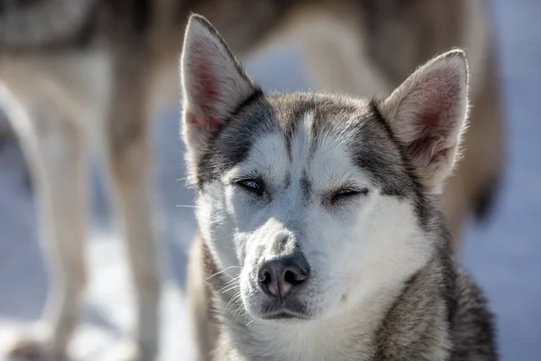 Retrato de un perro de un equipo de perros de trineo que entrecerran los ojos — Foto de Stock