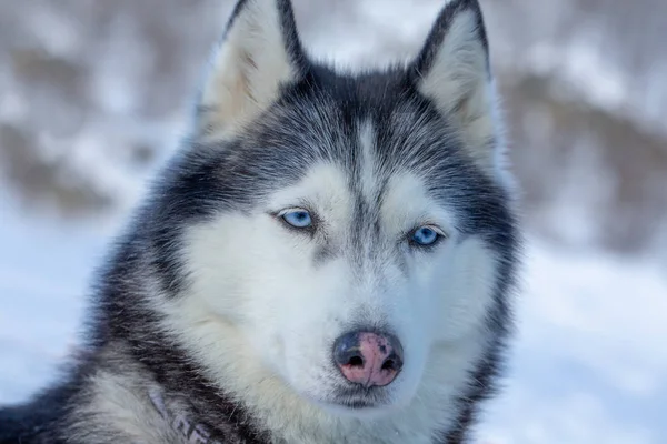 Retrato de un perro con ojos azules y nariz rosa . — Foto de Stock