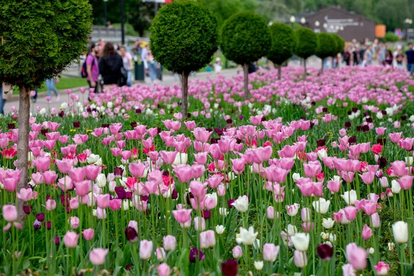Moszkva, Oroszország - 2019. május 12.: Virágzó tulipánok egy városi parkban. — Stock Fotó
