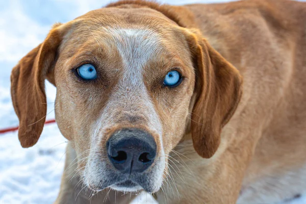 Dog of sled dog team is seeing on you  by your blue eyes.