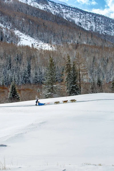 El equipo de perros de trineo se mueve en la nieve contra el fondo de las montañas alpinas — Foto de Stock