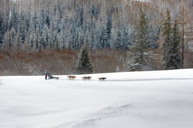  Kızak köpek takımı dağların arka planında karda ilerliyor.