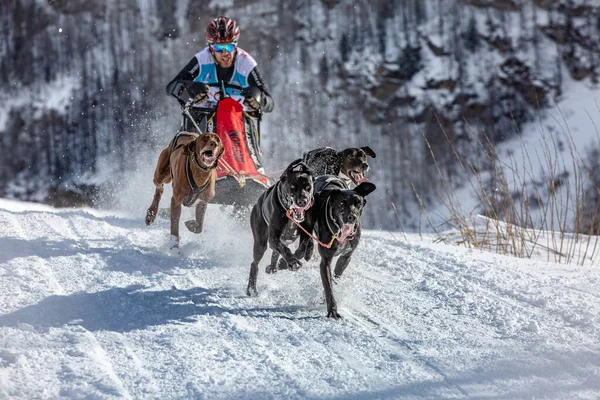 Un competidor corre a una velocidad tremenda a lo largo de la pista con un equipo de perros de trineo — Foto de Stock