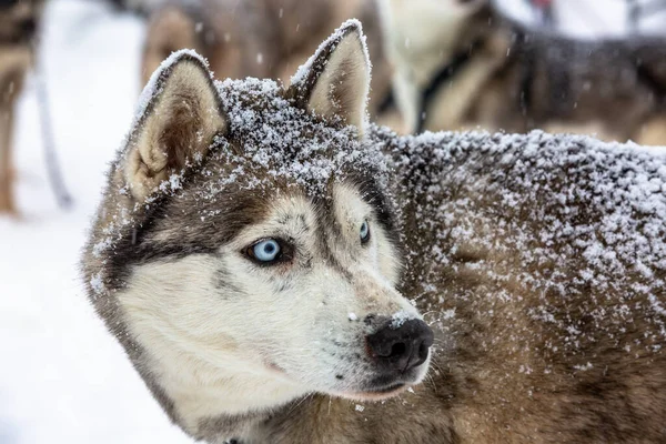 Portrait of a dog in snow flakes. — Stock Photo, Image