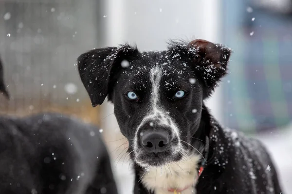 Portrait of a dog in snow flakes. — Stock Photo, Image